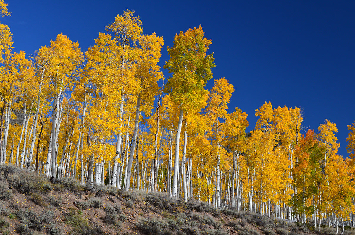 Quaking Aspen Pando