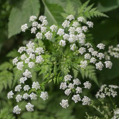 Eastern Hemlock