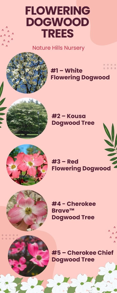 Top Flowering Dogwood Trees Infographic