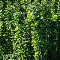 Euonymus Bush leaves