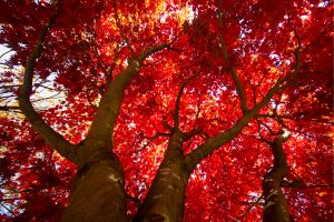 Red Maple Tree