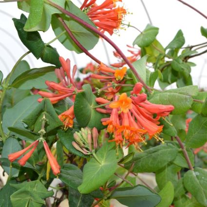 Honeysuckle Vine