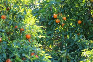 Clementines