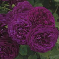 Dark Purple Roses