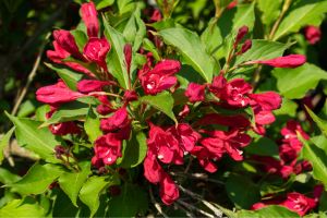 Weigela