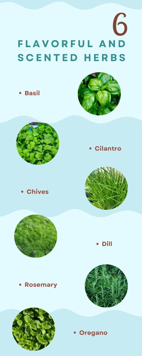 Herbs Infographic