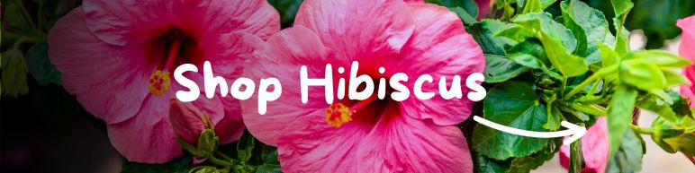 Shop Hibiscus