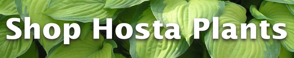 Shop Hostas