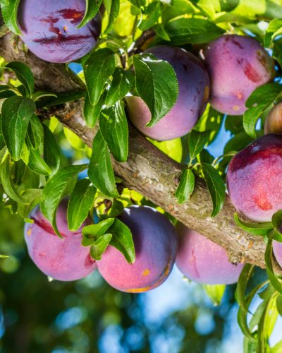 American Plums