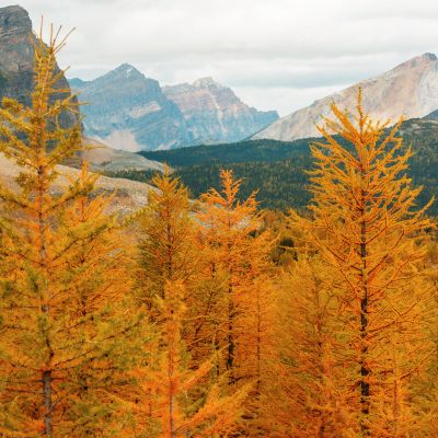 American Larch