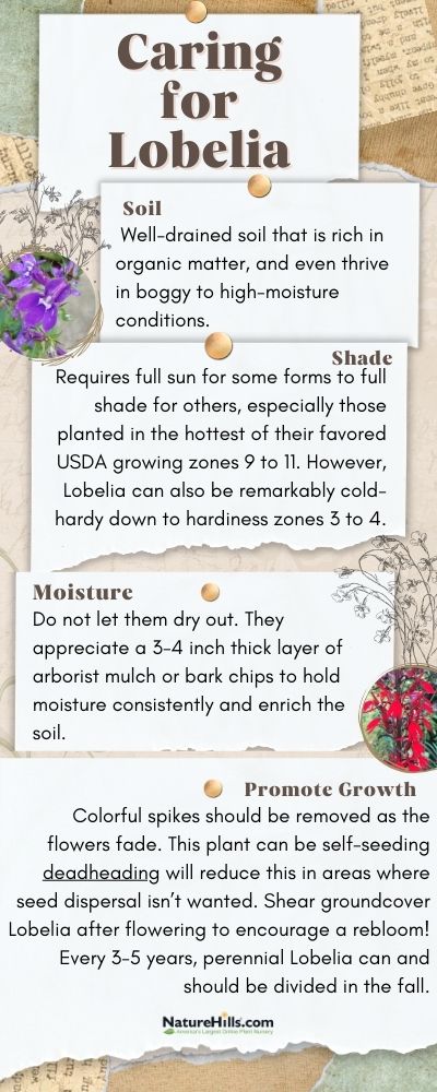 Lobelia Infographic