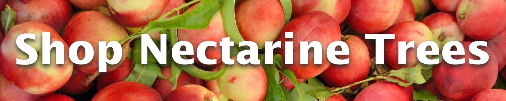 Shop Nectarine Trees