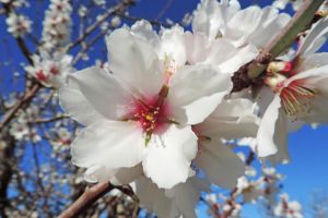 nut tree flower