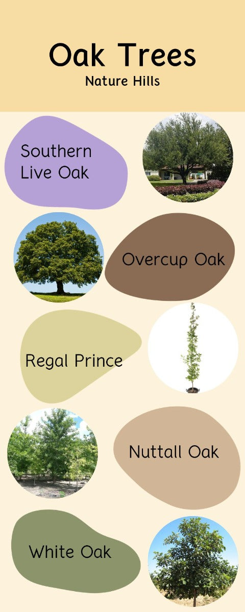 Oak Tree Infographic