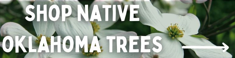 Shop Native Oklahoma Trees