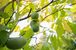 Pawpaws in a tree