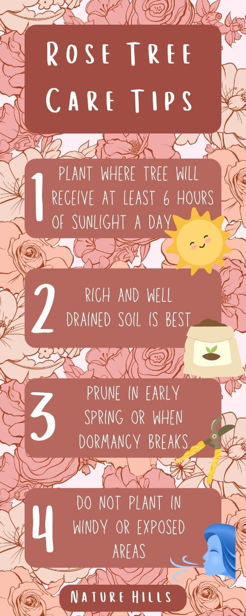 Rose Tree Care Tips Infographic