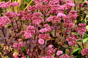 Sedum