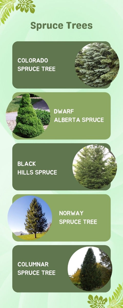 Spruce Tree Infographic