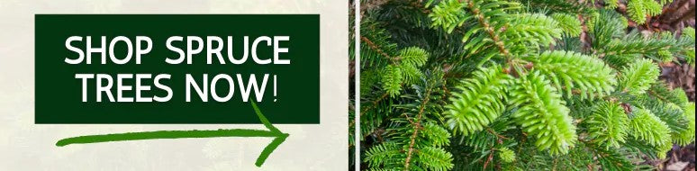 Shop Spruce Trees