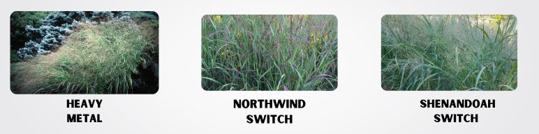 3 Types of Switch Grass