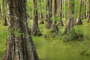 Bald Cypress