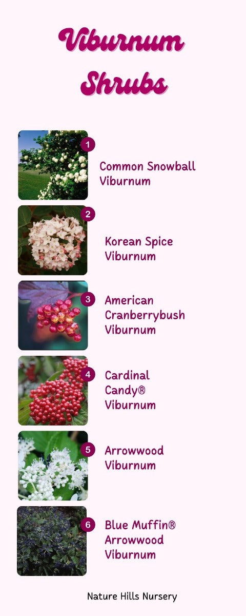 Viburnum Shrubs Infographic