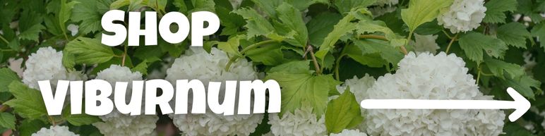 Shop Viburnum Shrubs