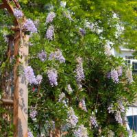 Vines with Purple Blooms