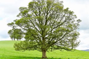 Walnut Tree