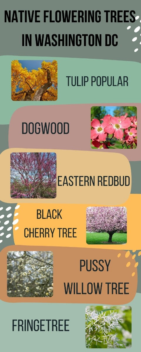 Washington DC Native Trees Infographic