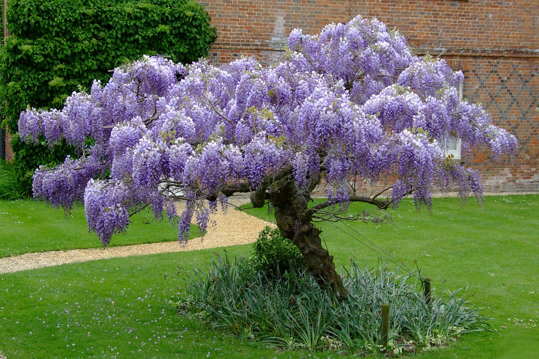 Blue Chinese Wisteria Tree