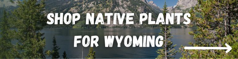 Shop Native Plants For Wyoming