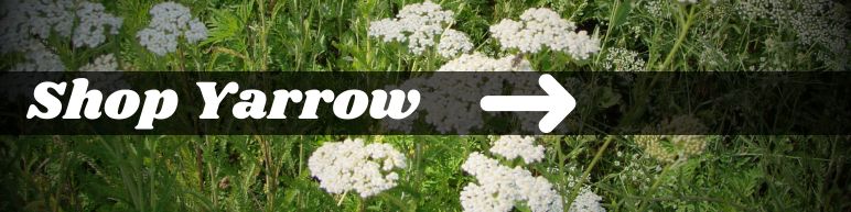 Shop Yarrow