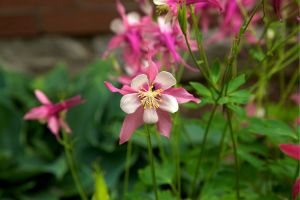 columbine from far away- pink