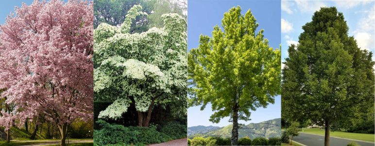 Flowering Trees