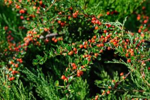 cotoneaster