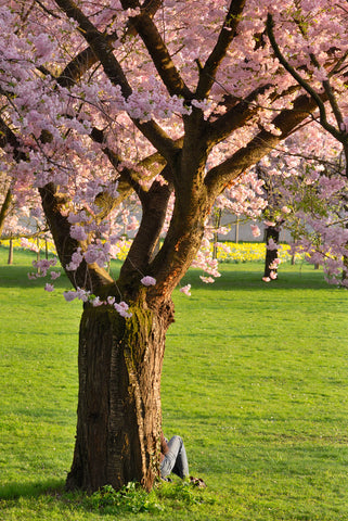 cherry tree in the park