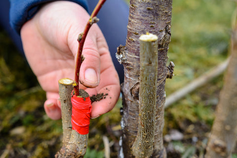 hand grafting tree