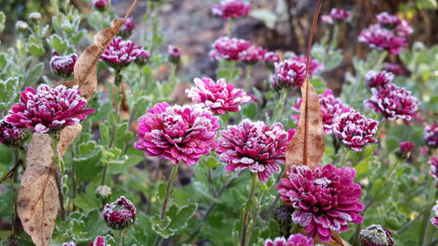 Frost on purple flowers