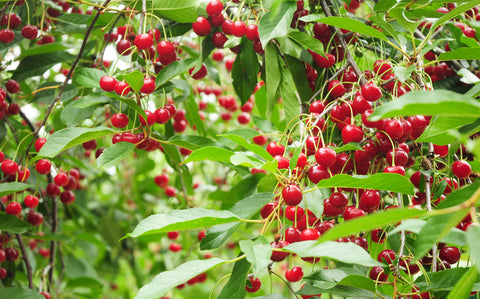 cherries in a tree