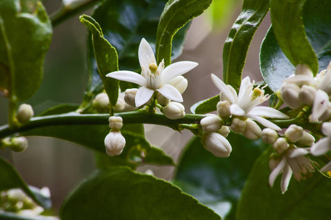 olive flower