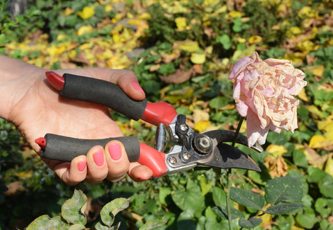 wilted rose being deadheaded