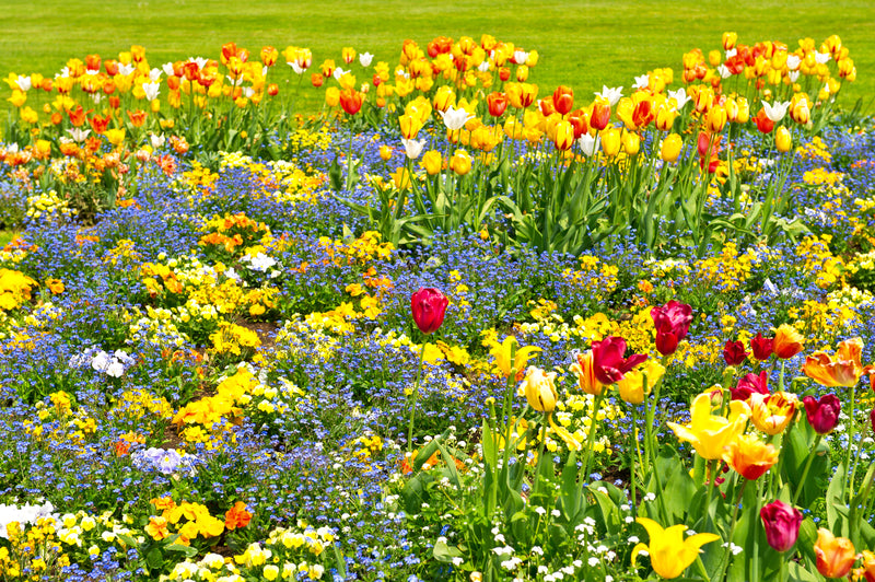 Colorful garden