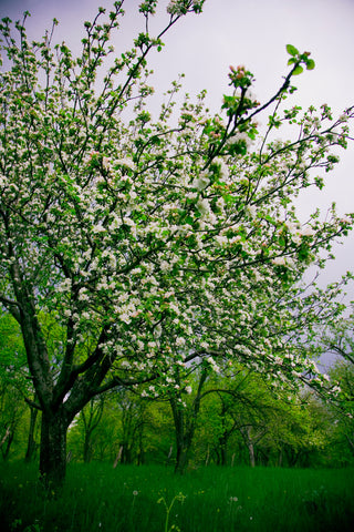 Plum Tree- Zoomed Out Shot