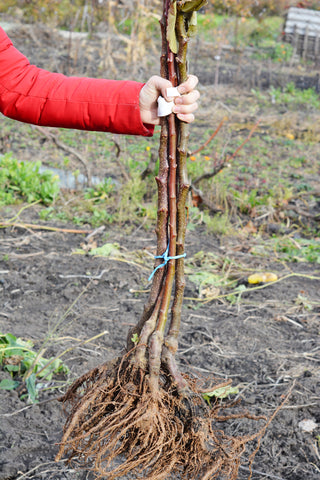 bareroot fruit trees