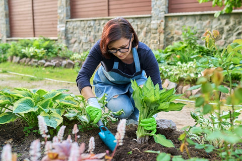 planting hostas