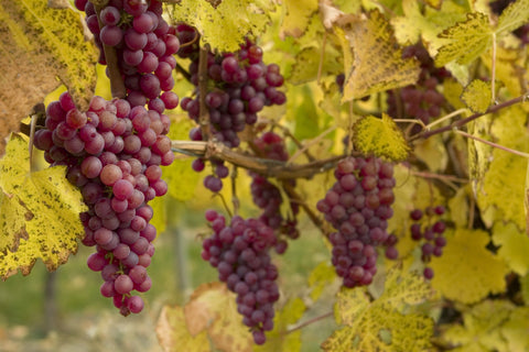 red-purple grapes on the vine