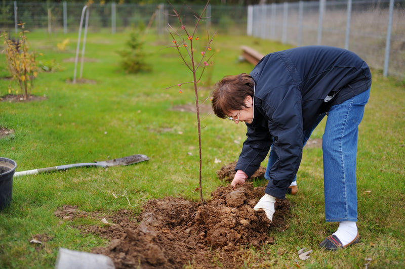 woman planting tree