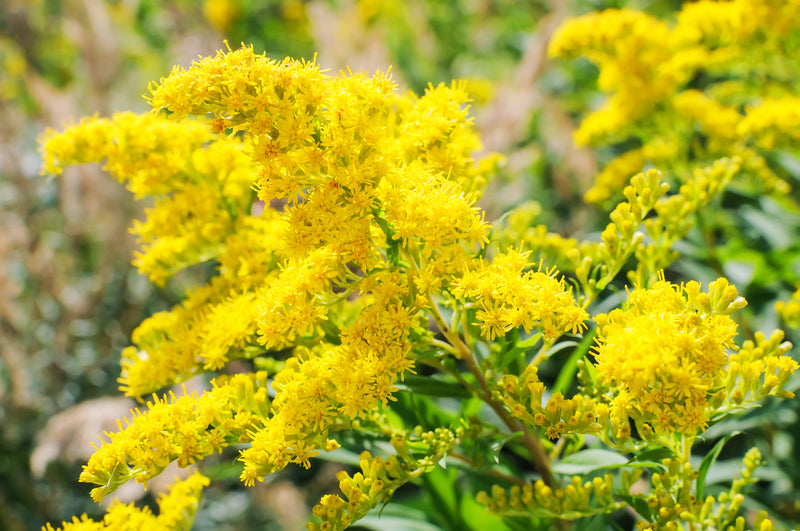 Blooming Goldenrod